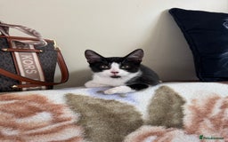 Domestic Shorthair cats for sale:  Two Adorable Cats Looking for a Loving Home 🏡 - Image 4
