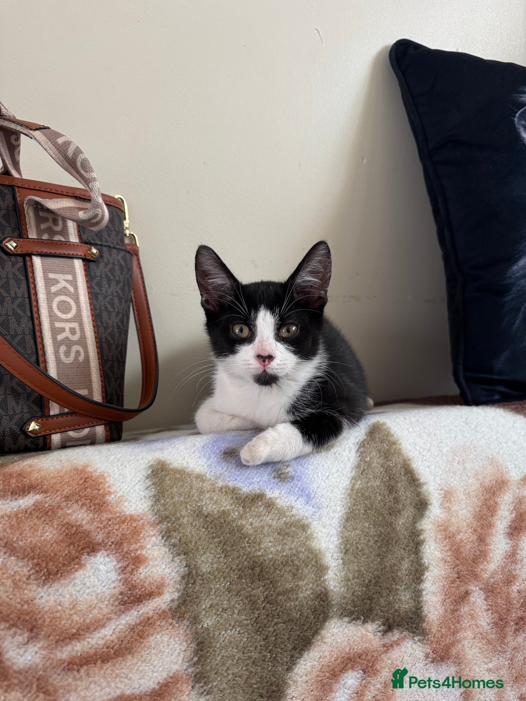 Domestic Shorthair cats for sale:  Two Adorable Cats Looking for a Loving Home 🏡 - Image 4