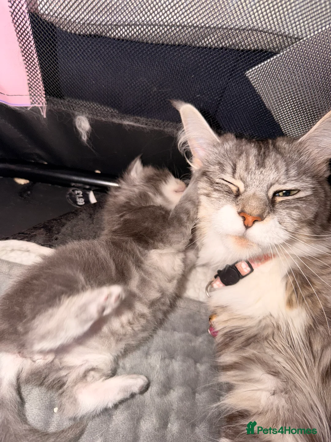 Maine Coon cats for sale: Mainecoons x ragdoll kitten - Advert 1