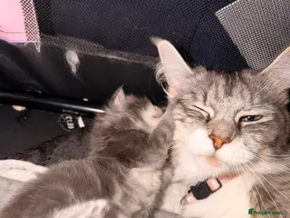 Maine Coon cats Mainecoons x ragdoll kitten - Advert 1