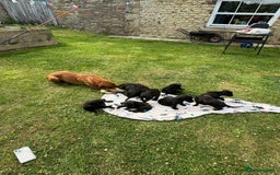 Labrador Retriever dogs for sale: KC Registered Black Labrador Pups 🐾 - Image 20