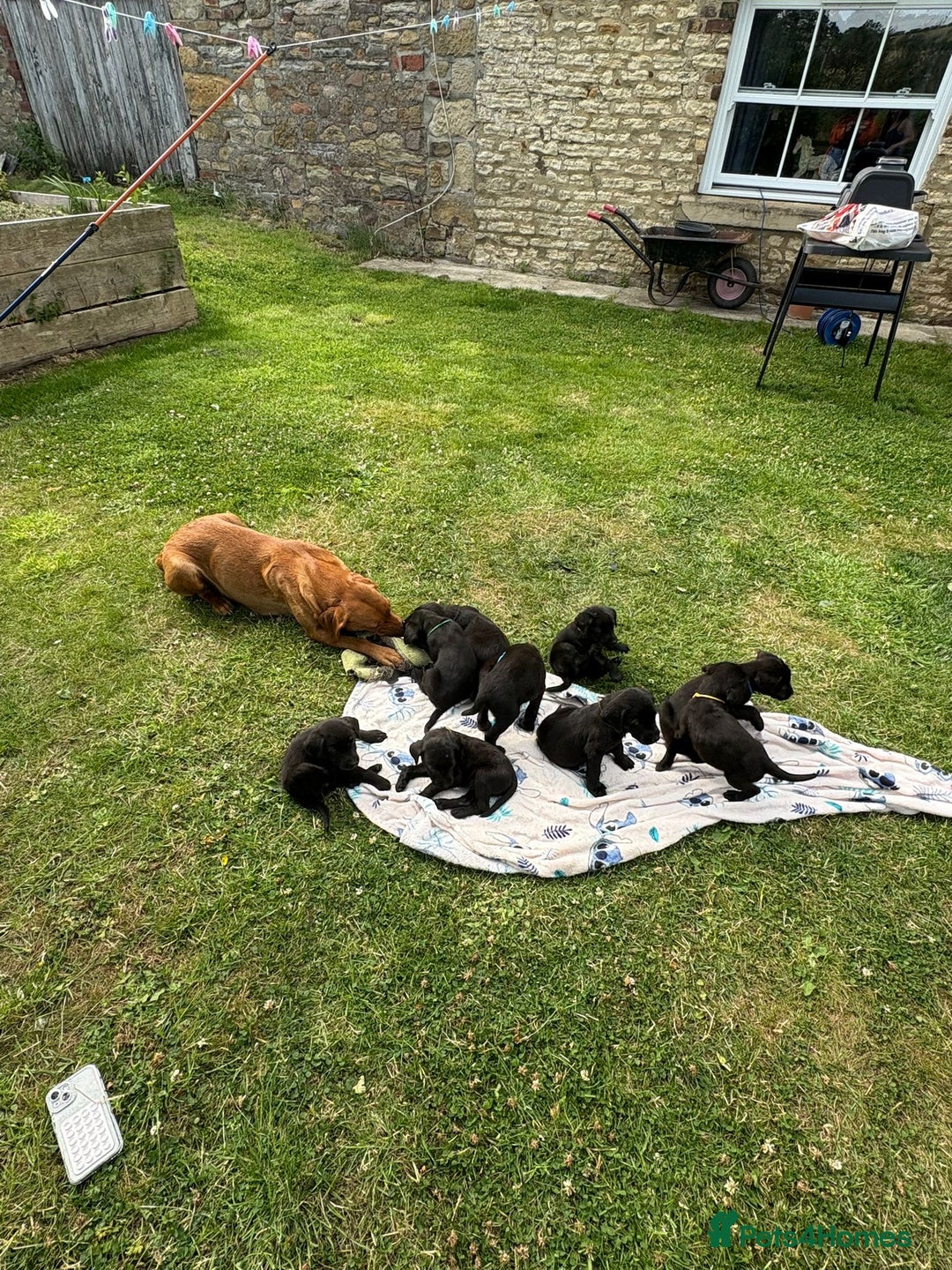 Labrador Retriever dogs for sale: KC Registered Black Labrador Pups 🐾 - Image 20