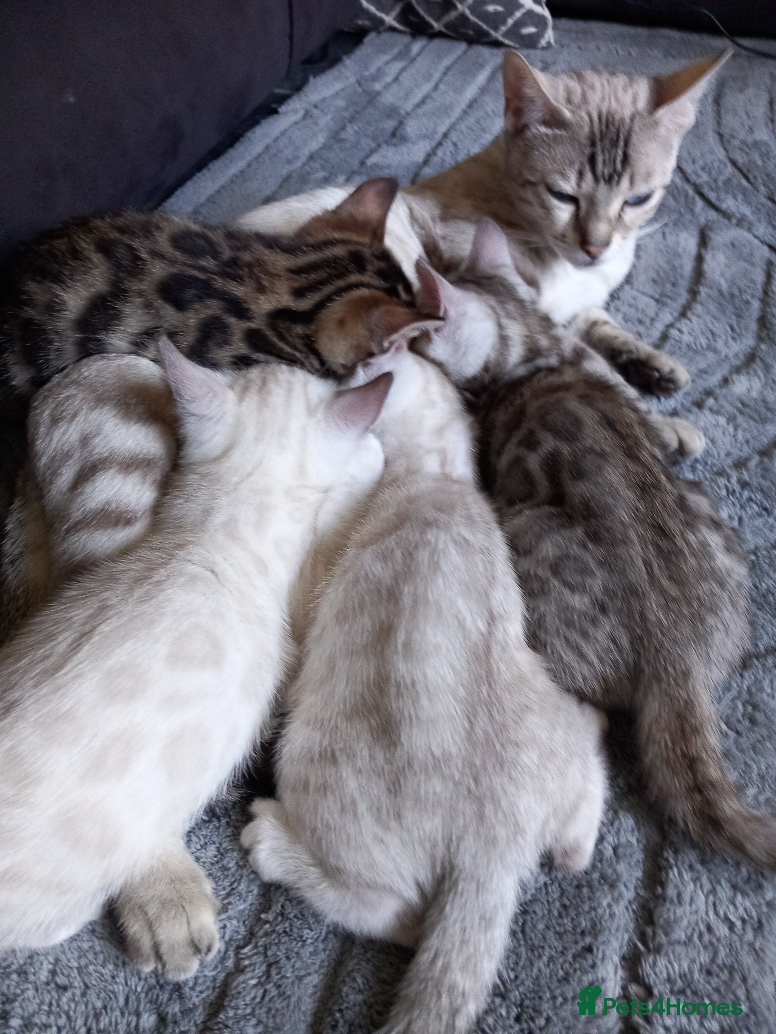 Bengal cats ✨Bengal Kittens Ready 17th June✨ - Advert 9