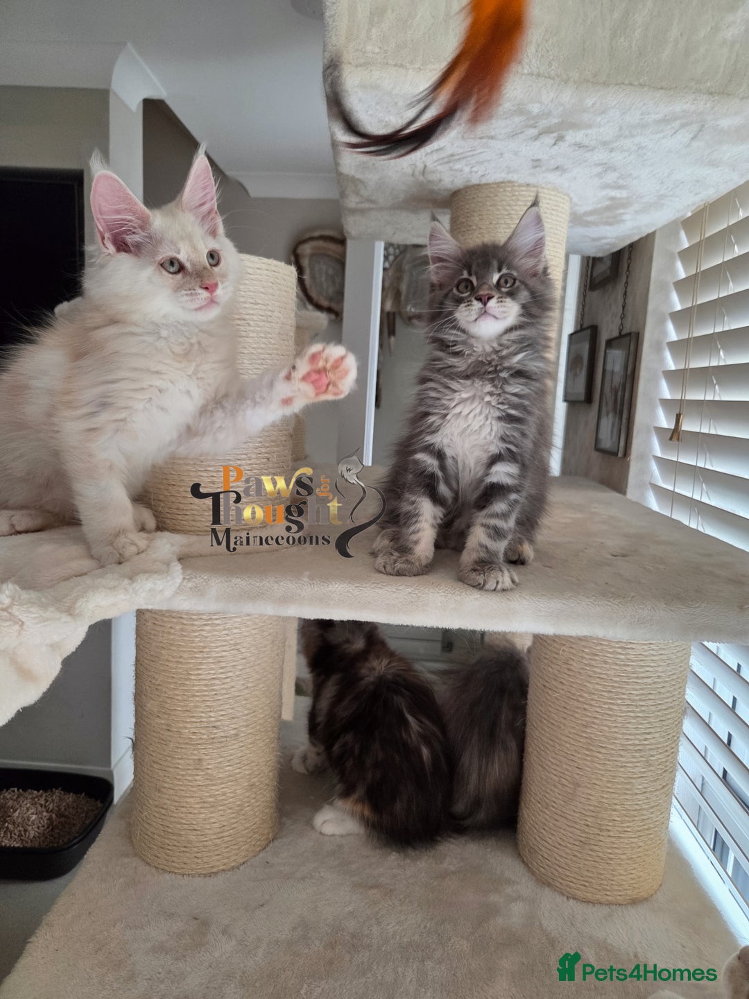 Maine Coon cats for sale: Stunning quality tica registered Mainecoon  - Image 7