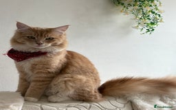 Maine Coon cats for sale: Maincoon x ragdoll 8M final price - Image 7