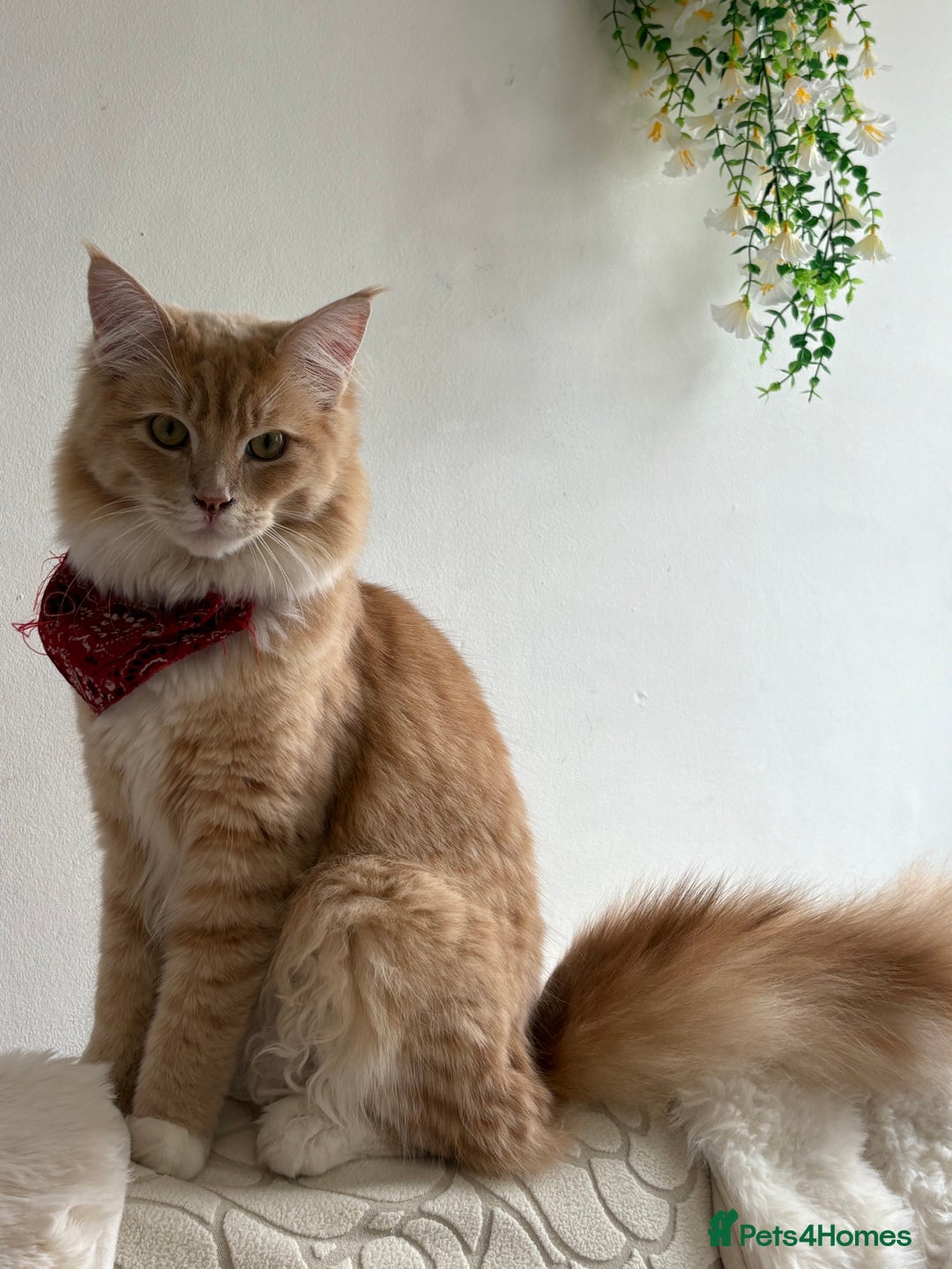 Maine Coon cats for sale: Maincoon x ragdoll 8M final price - Image 7