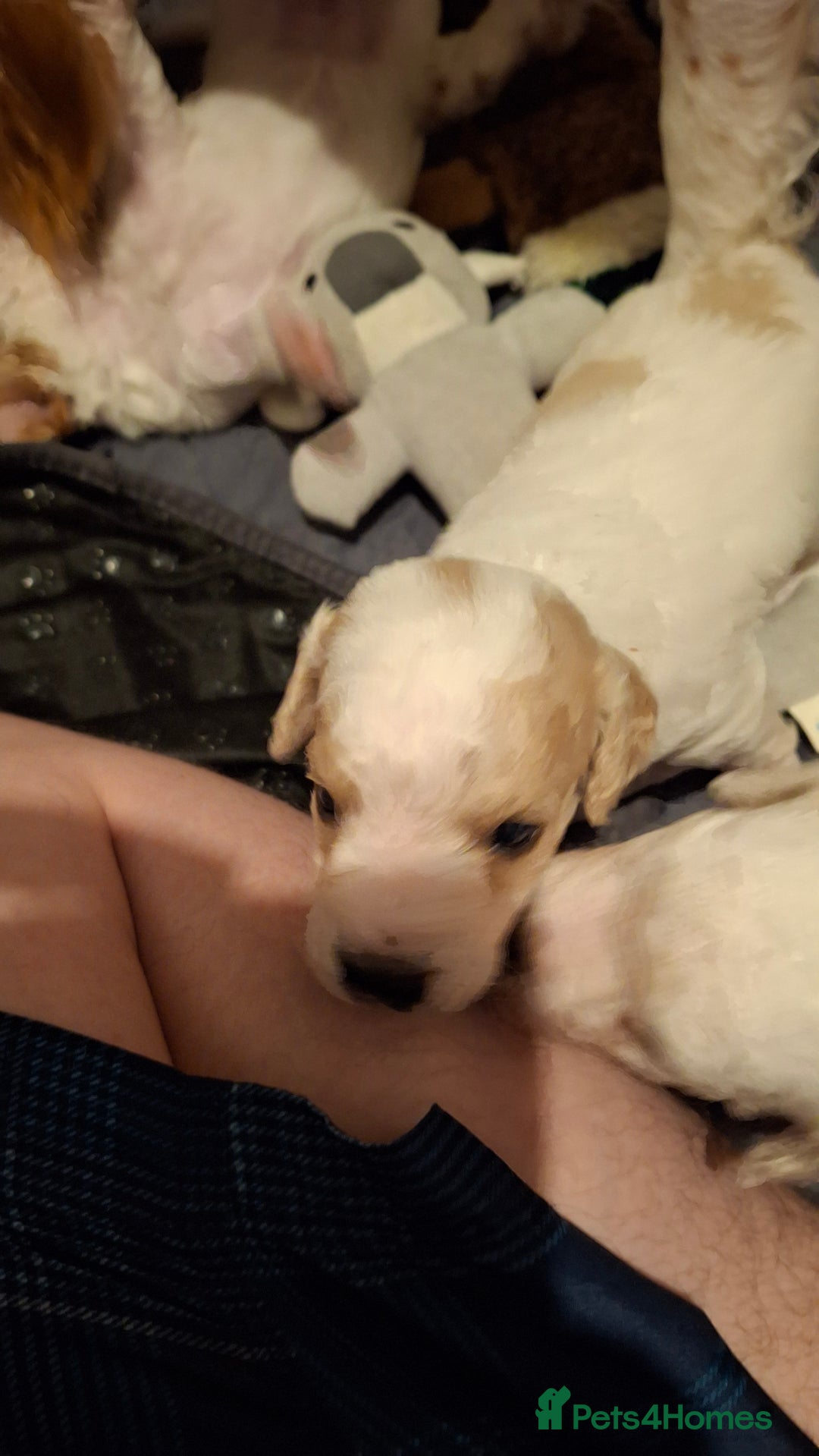 Cockapoo dogs for sale: Mr cassidy - Image 21