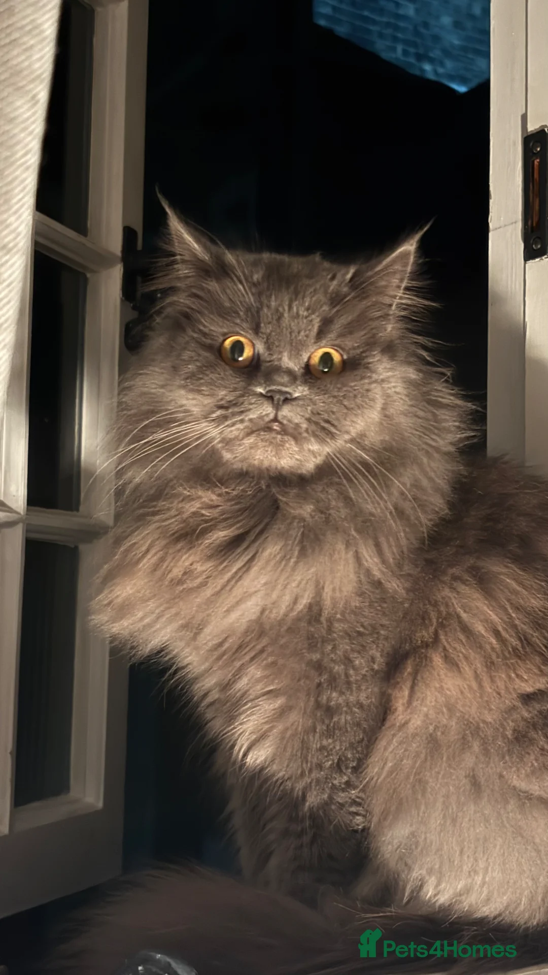 Mixed Breed cats for sale: Maine coon x Persian x kittens  - Advert 20