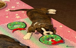 Boxer dogs for sale: Beautiful boxer puppies available  - Image 4