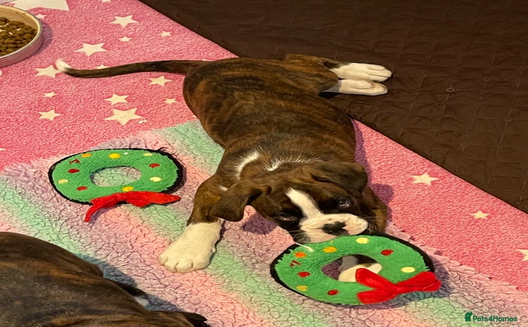 Boxer dogs - Advert 1