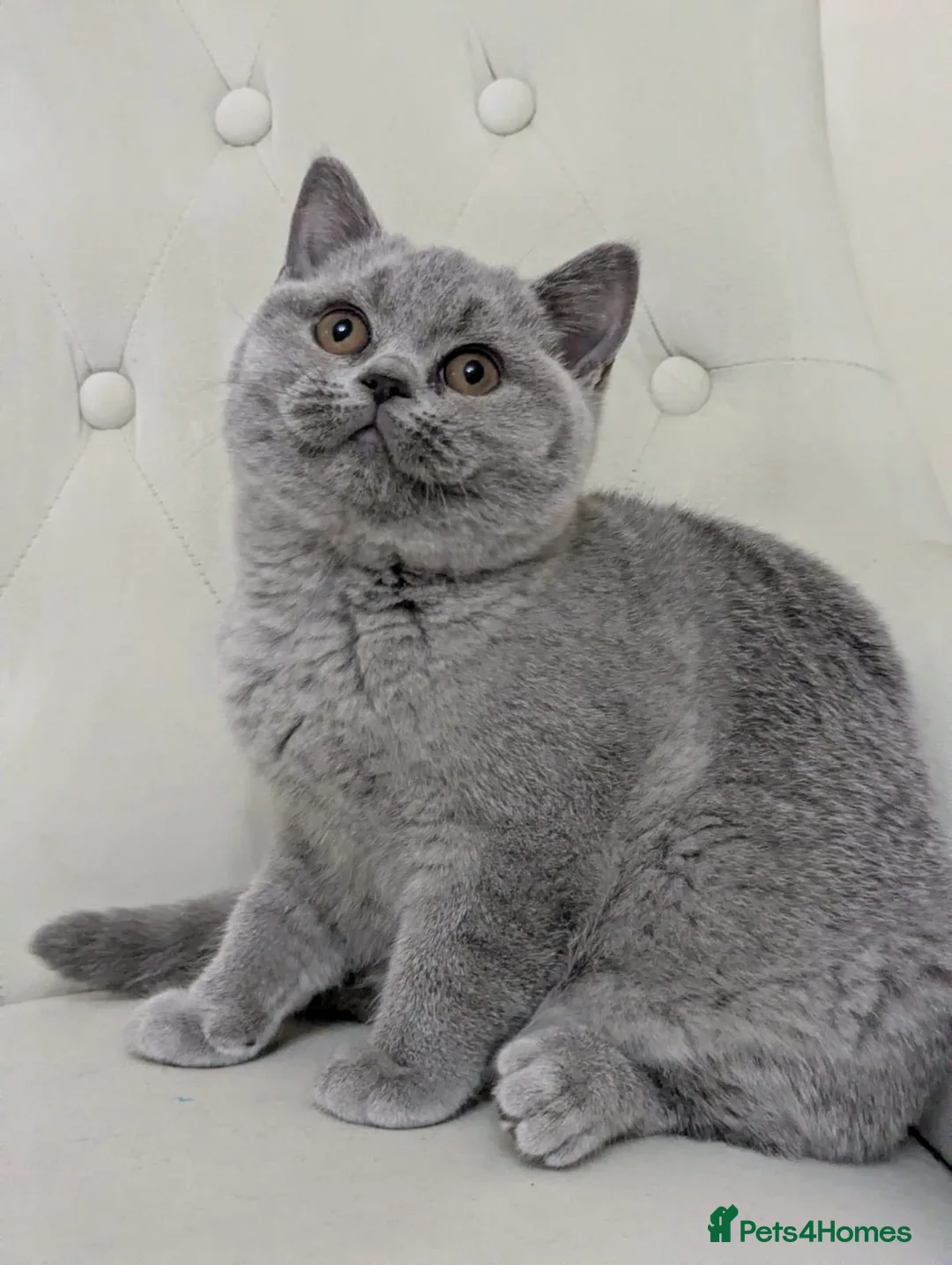 British Shorthair cats for sale: Ready Now British shorthair 2 females - Advert 3