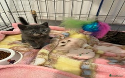 Mixed Breed cats for sale: Exotic cross kittens  - Image 5