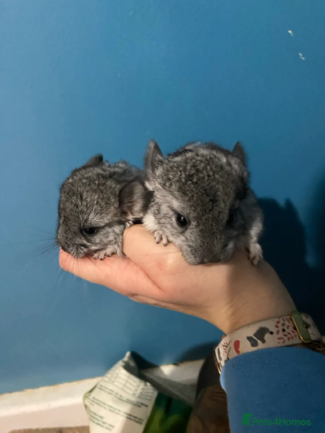 Chinchilla rodents for sale: tame pair of female chinchillas - Advert 1