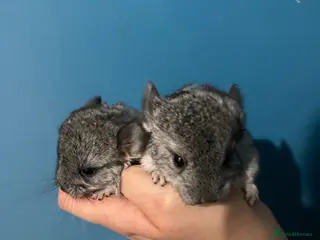 Chinchilla rodents tame pair of female chinchillas - Advert 4