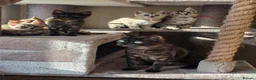 Bengal cats for sale: Gorgeous Health Tested Bengals  in Congleton - Advert 20