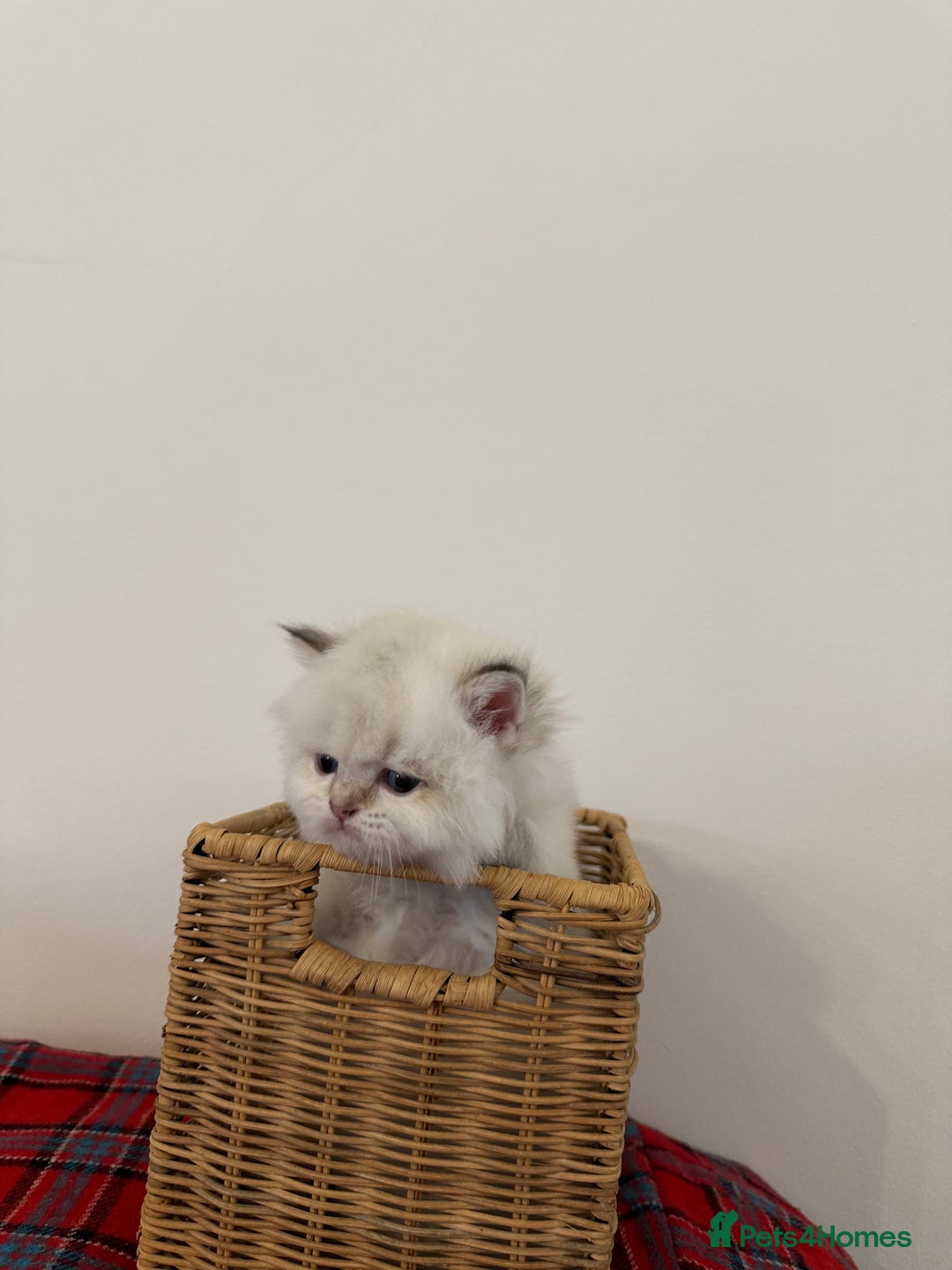 British Longhair cats for sale: TOP QUALITY BRITISH LONG HAIR KITTEN BOY  - Image 7