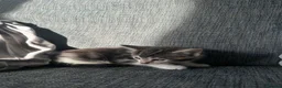 Mixed Breed cats for sale: 5 beautiful black tie/ ragdoll kittens for sale  - Advert 6