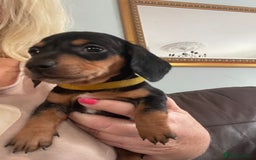 Dachshund dogs for sale: Miniature Dachshund stunning  - Image 5
