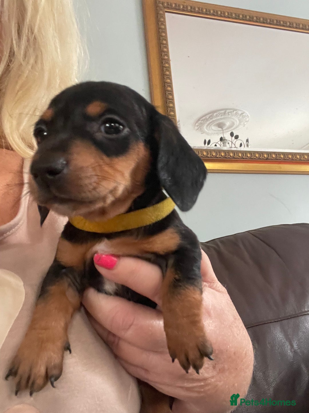 Dachshund dogs for sale: Miniature Dachshund stunning  - Image 5