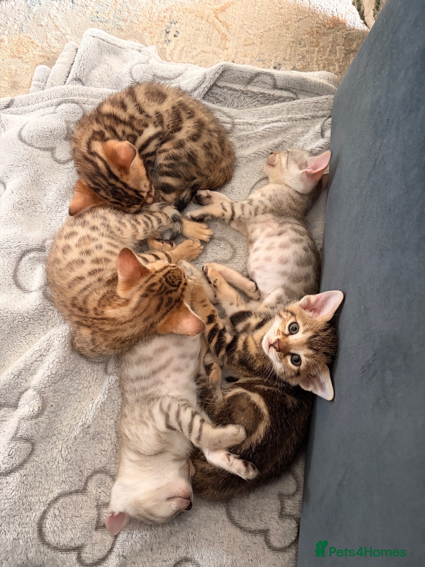 Bengal cats Bengal Kittens - Advert 19