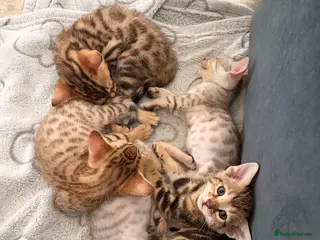 Bengal cats Bengal Kittens - Advert 1