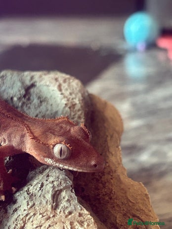 Gecko reptiles in Airdrie - Advert 3