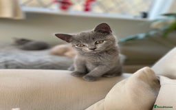 British Shorthair cats for sale: One beautiful lilac boy looking for a new home - Image 8