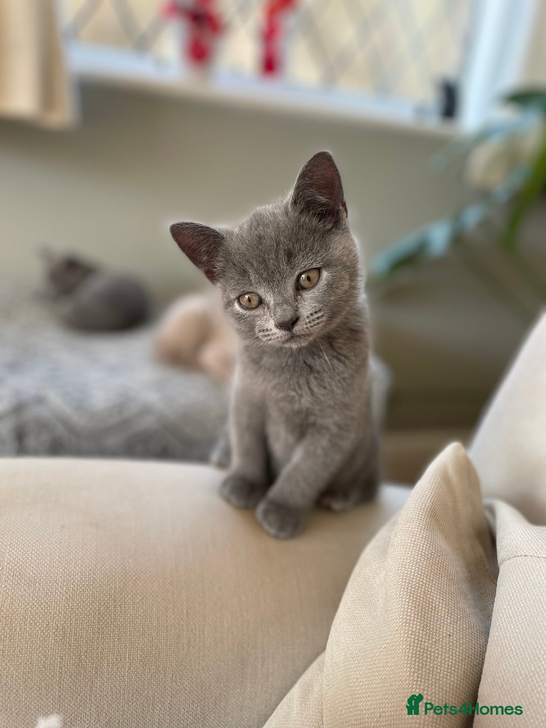 British Shorthair cats for sale: One beautiful lilac boy looking for a new home - Image 8