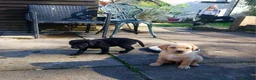 Labrador Retriever dogs for sale: KC registered - A beautiful black female labrador - Advert 6