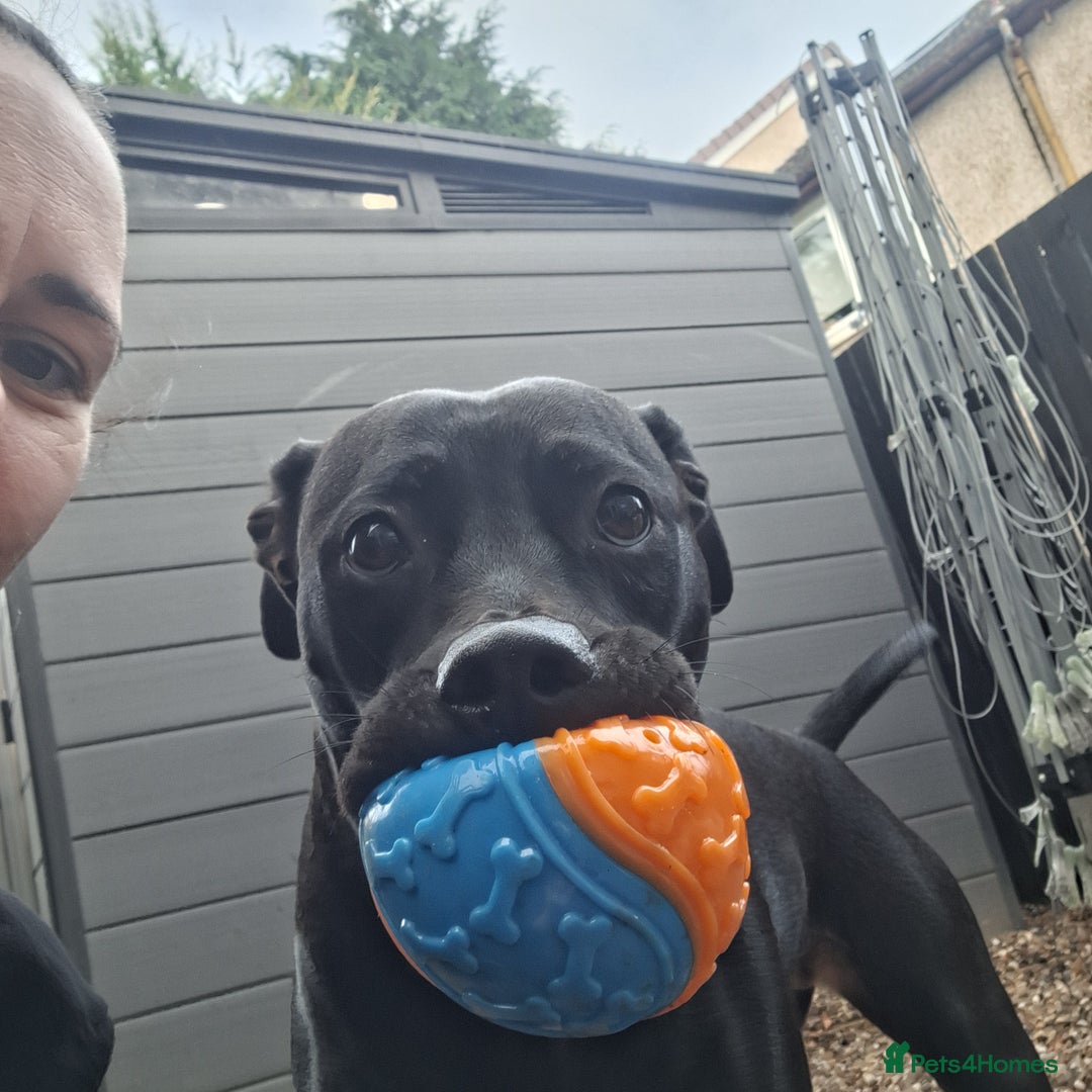 Mixed Breed dogs for sale: 1 year old American staffy cross - Advert 4