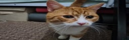 Mixed Breed cats for sale: 2 ginger cats looking for a home (for free) - Advert 2