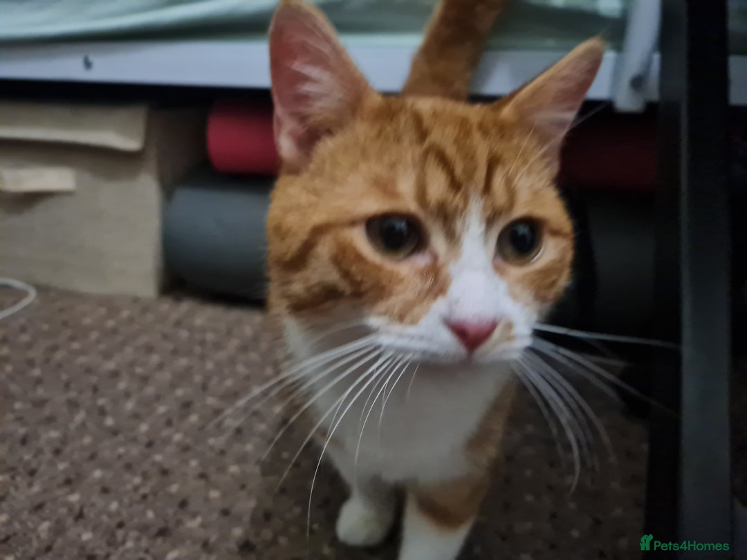 Mixed Breed cats for sale: 2 ginger cats looking for a home (for free) - Advert 2