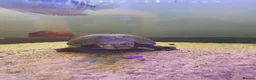 Turtle reptiles for sale: Two male musk turtles  - Advert 5