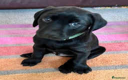 Labrador Retriever dogs for sale: Black Labradors looking for their forever homes - Image 11