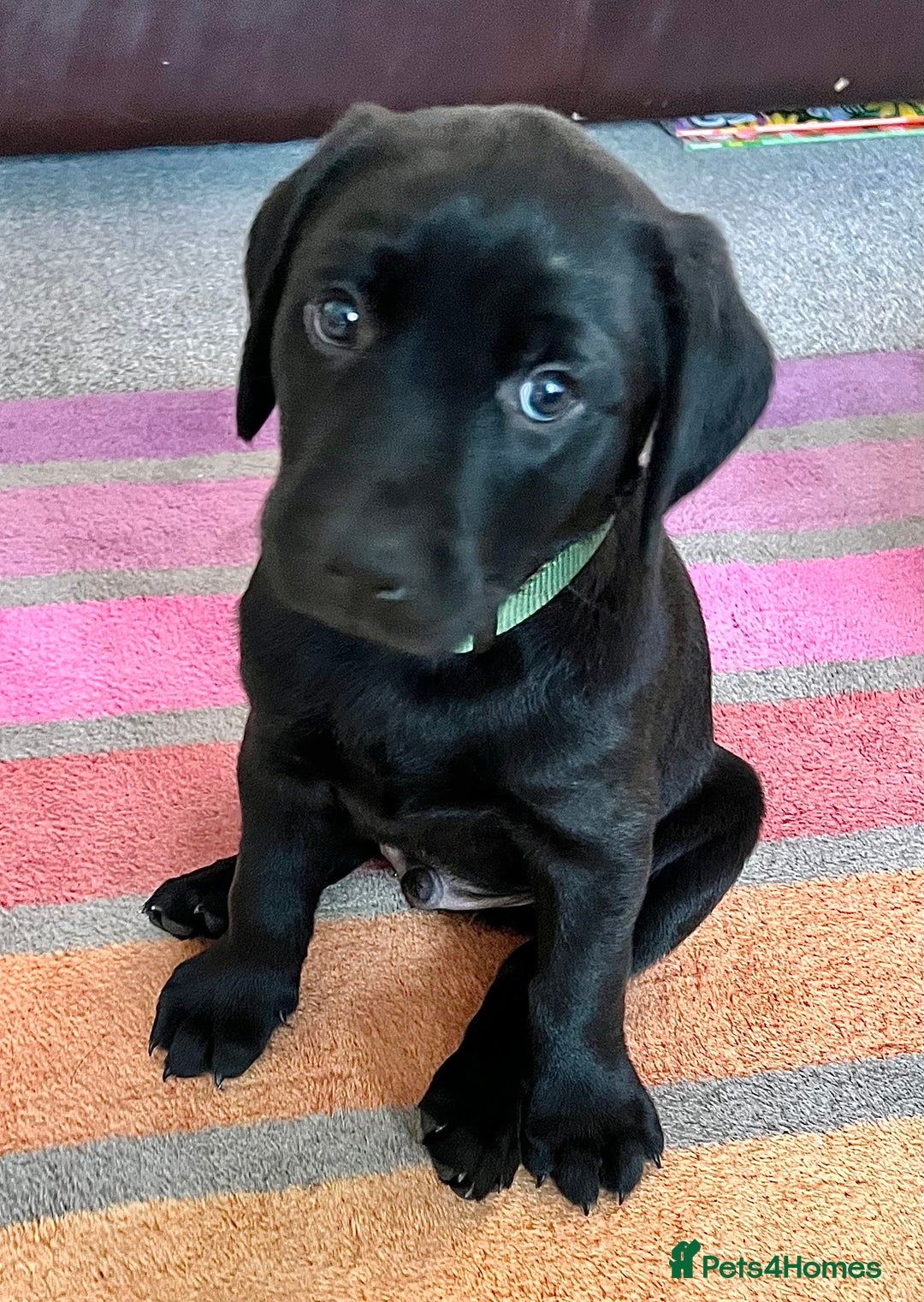 Labrador Retriever dogs for sale: Black Labradors looking for their forever homes - Image 11