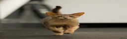 Abyssinian cats for sale: Marvellous Margot - Advert 13