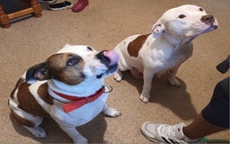 Staffordshire Bull Terrier dogs for sale: Puppi Staffordshire Bull terrier,white verry rare - Image 3
