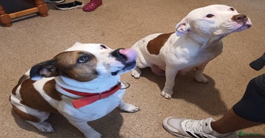 Staffordshire Bull Terrier dogs - Advert 15