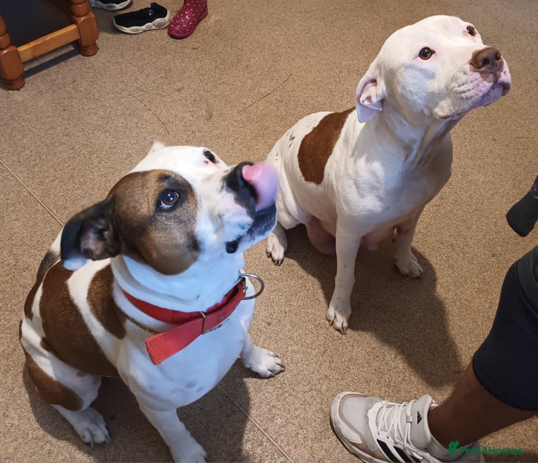 Staffordshire Bull Terrier dogs for sale: Puppi Staffordshire Bull terrier,white verry rare - Image 3