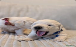 Golden Retriever dogs for sale: Golden Retriever KC - Image 7