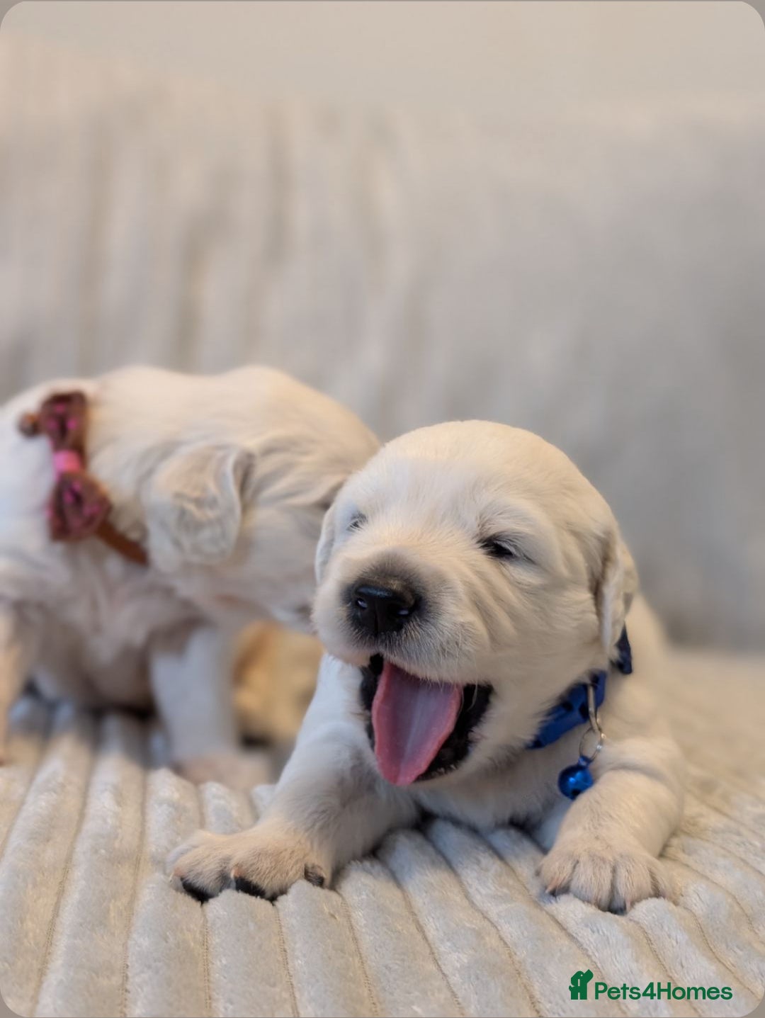 Golden Retriever dogs for sale: Golden Retriever KC - Image 7