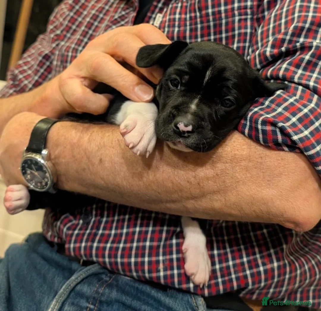 Mixed Breed dogs for sale: 🐾Sweet-natured Spaniel x Bulldog male puppy🐾 in London - Advert 14