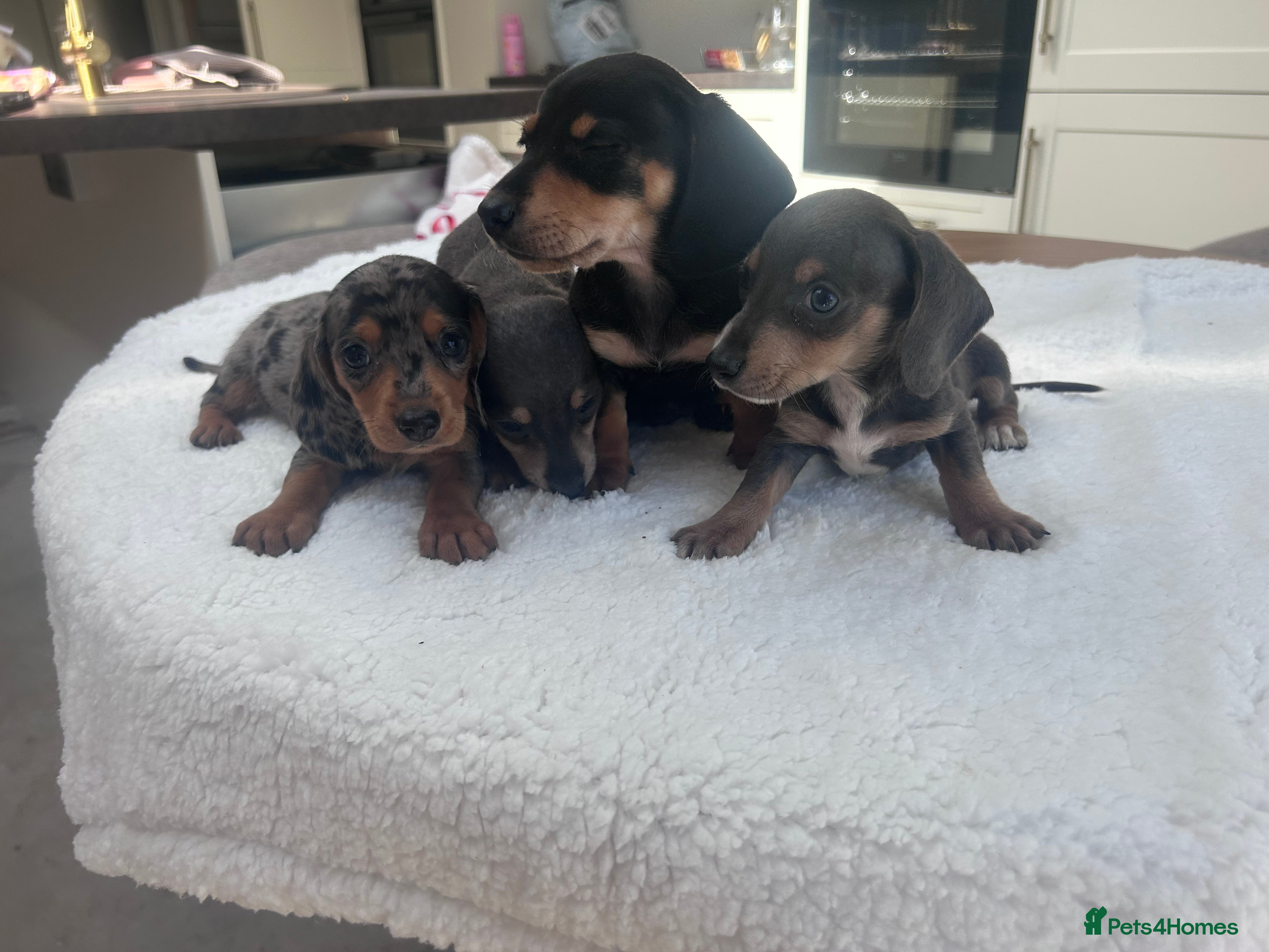 Miniature Dachshund dogs ****mini dachshunds *** - Advert 2