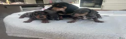Miniature Dachshund dogs for sale: ****mini dachshunds *** in Nottingham - Advert 2