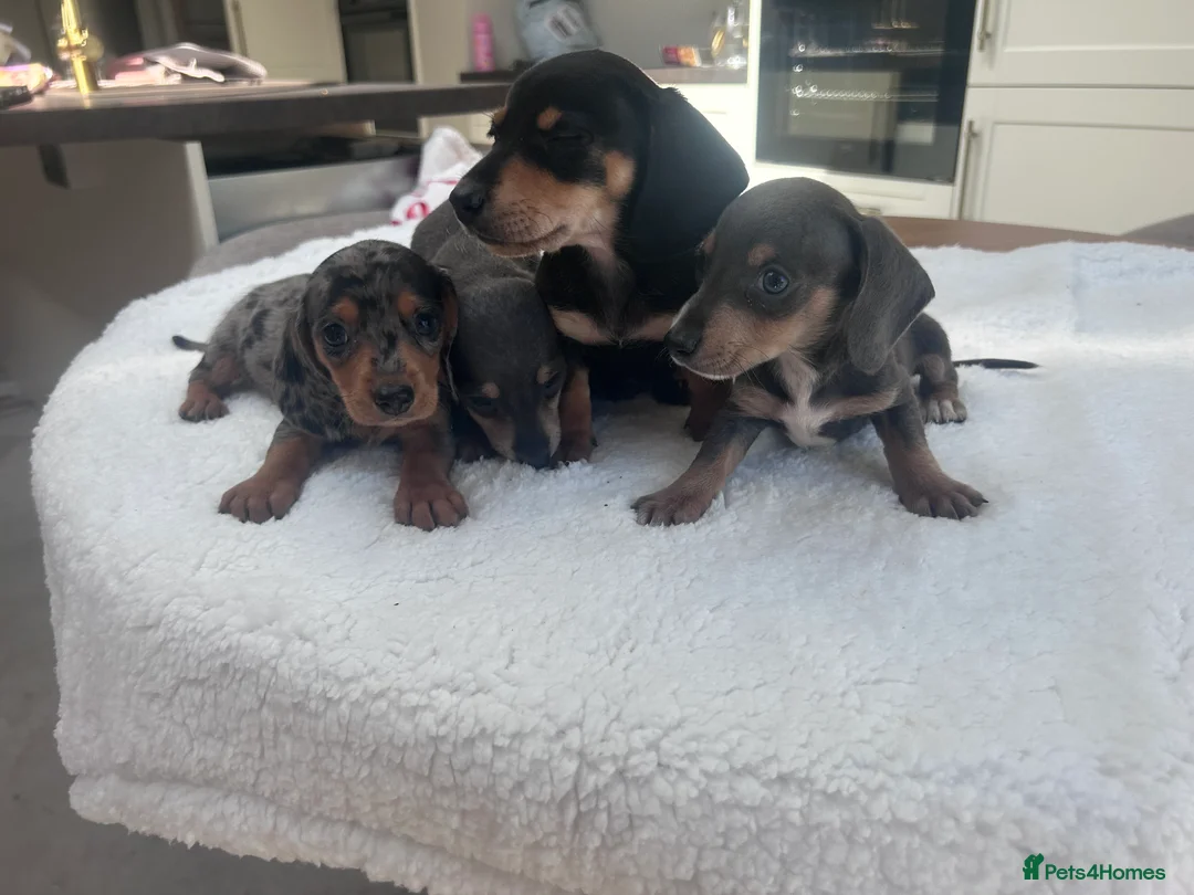 Miniature Dachshund dogs for sale: ****mini dachshunds *** in Nottingham - Advert 2