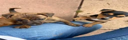 Jack Russell dogs for sale: Jack Russell pups - Advert 1