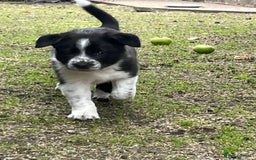 Border Collie dogs for sale: Last gorgeous boy available  - Image 5