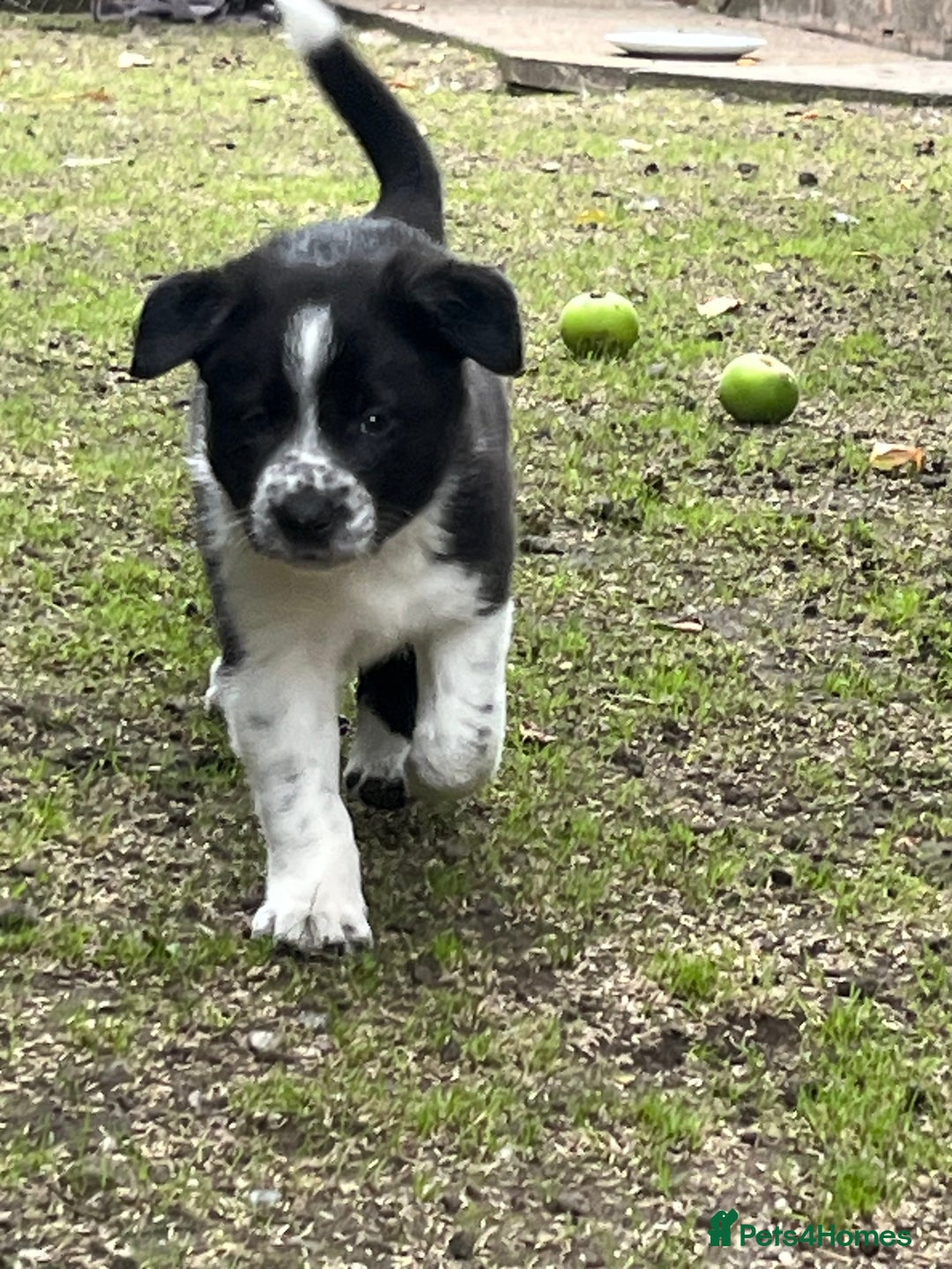 Border Collie dogs for sale: Last gorgeous boy available  - Image 5