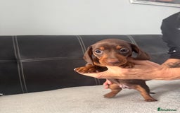 Miniature Dachshund dogs for sale: Dachshund mini - Image 2