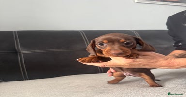 Miniature Dachshund dogs - Advert 10